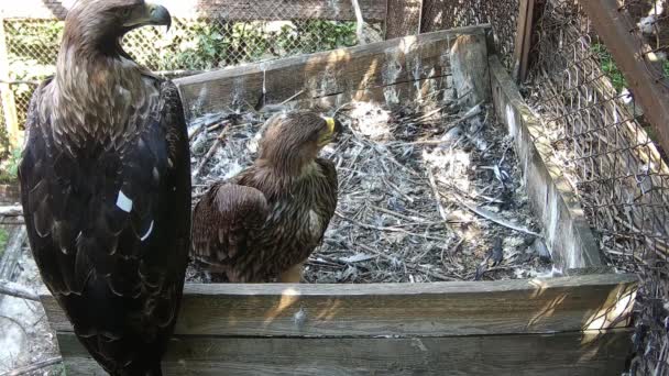 Mamá Águila Hijo Están Esperando Papá Águila Para Llegar — Vídeo de stock