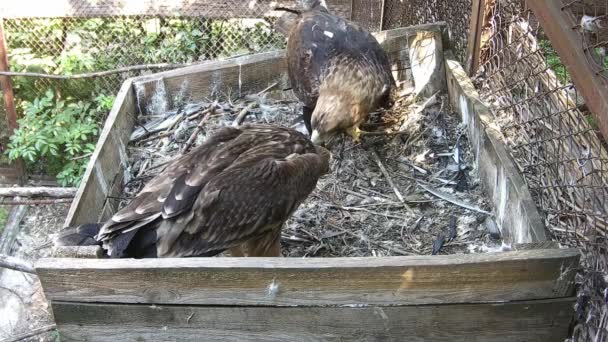 Madre Águila Bebé Comen Presas Nido — Vídeos de Stock