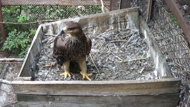 Eagle Calling His Mom Neast — Stock Video