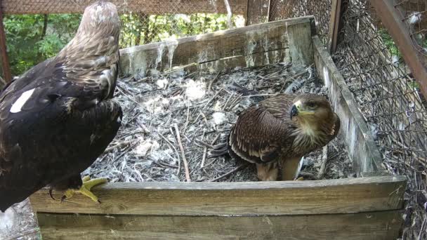 Mom Eagle Her Bay Waiting Dinner — Stock Video