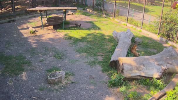 Tiger Kafesin Üzerinde Biraz Dinlensin — Stok video