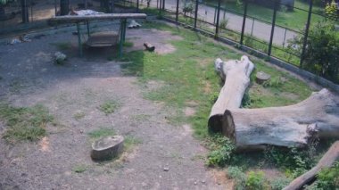 Kaplanlar kavurucu güneşten sarsılarak gölgede uyur..