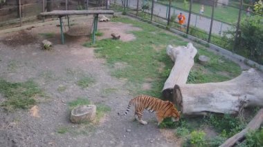 Tiger kafesin üzerinde biraz dinlensin.