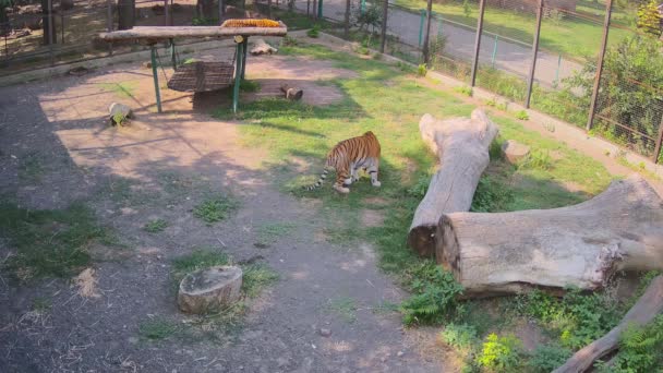 Tigre Huele Hierba Después Lluvia — Vídeos de Stock