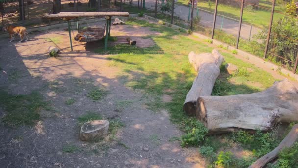 Ενώ Μια Τίγρης Κοιμάται Άλλη Περιπλανιέται Στο Κλουβί — Αρχείο Βίντεο