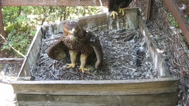 Little Eaglet Mira Hacia Fuera Para Papá Eaglet — Vídeo de stock