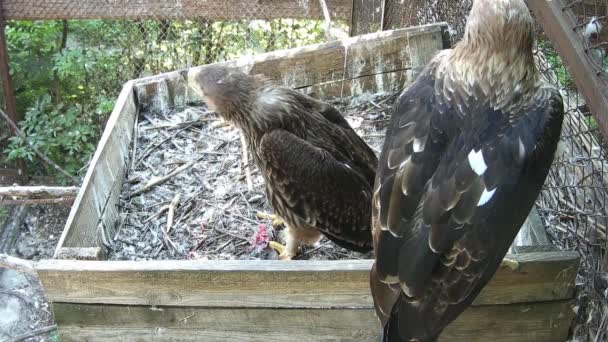 Little Eaglet Eats Prey Nest — Stock Video