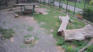 Kaplanlar birbirleriyle oynuyorlar..