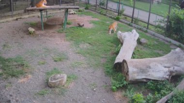 Bir kaplan otları yerken diğer kaplan onu izliyor.