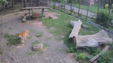 Kaplanlar kafeslerde birbiri ardına dolaşır..