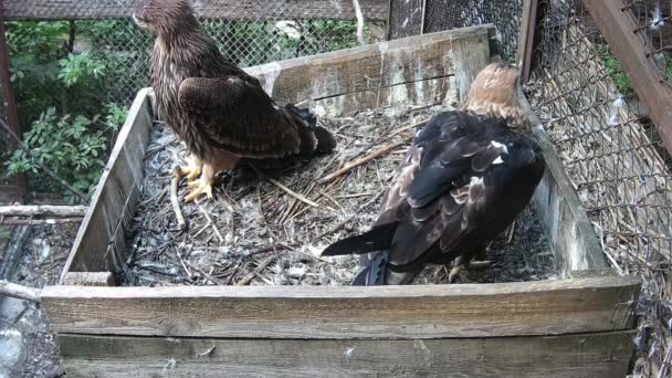 Eagle Mom Eats While Her Child Waiting Eagle Dad — Wideo stockowe