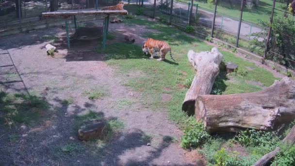 While One Tiger Sits Swing Roof Another Tiger Eats Grass — Stock Video