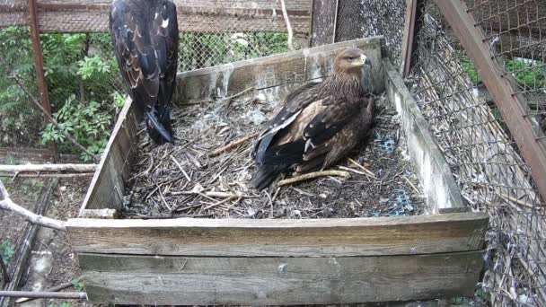 Eagles Sit Nest Wait Daddy Eagle — Wideo stockowe