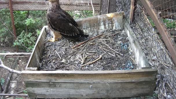 Pequeño Águila Cuida Los Padres Del Nido — Vídeo de stock