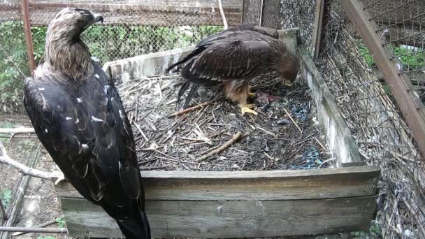 Little Eaglet Eats While His Mom Protects Him — Stock Video