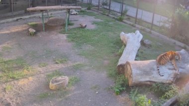 Kaplan gün batımında nefret içinde yatıyordu..