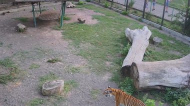 Kaplan kafesin ortasına uzanmaya karar verdi çimlerin üzerine.