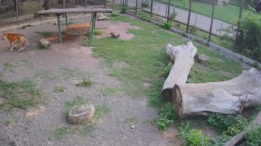 Kuşhanede kaplanlar birbirinin yanından geçer..