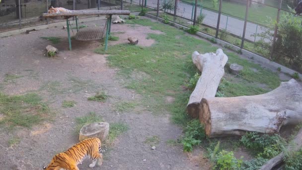 Tigre Vaga Por Jaula Mientras Otro Tigre Duerme Columpio — Vídeos de Stock