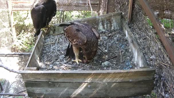 老鹰在吃东西 而他妈妈在朝他打什么鬼主意 — 图库视频影像