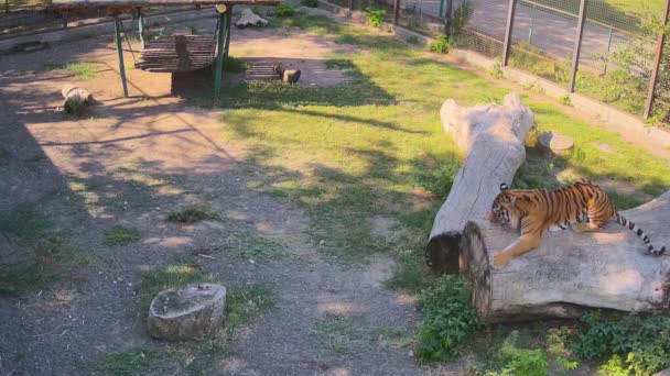 Μια Όμορφη Μεγάλη Τίγρη Ακονίζει Νύχια Της Ένα Κούτσουρο — Αρχείο Βίντεο