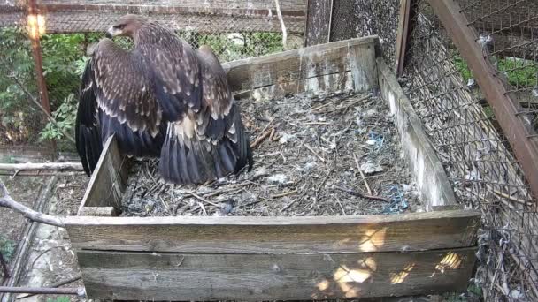 Eaglet Tries Take First Time — Stock Video