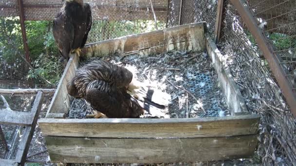 Aguilucho Está Limpiando Sus Plumas Mientras Mamá Observa — Vídeo de stock