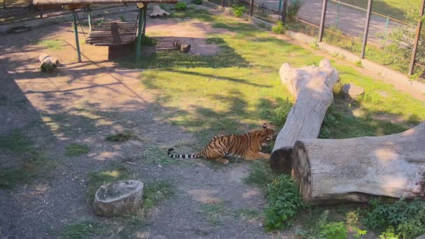 Tijger Eet Gras Buurt Van Loag — Stockvideo