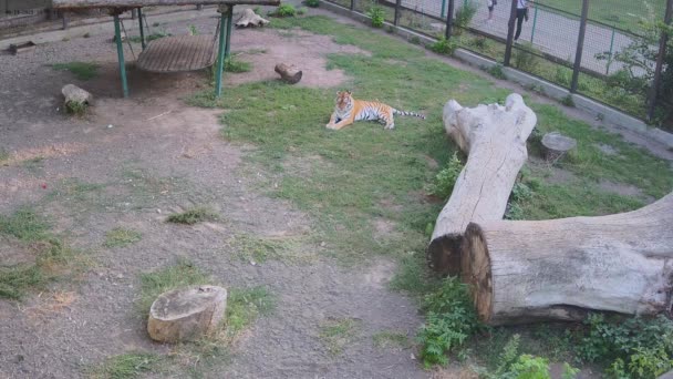 Tigre Descansando Sobre Césped Mojado Después Lluvia — Vídeo de stock