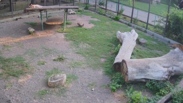 Tigers Resting Aviary Long Hot Day — Stock Video
