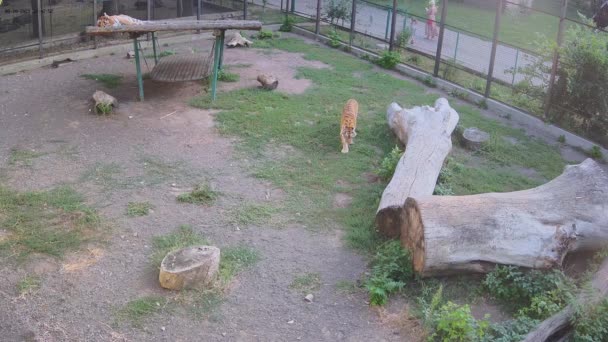 Tigres Vagan Por Jaula Esperando Almuerzo Mientras Otro Tigre Duerme — Vídeos de Stock