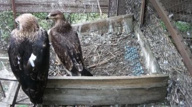 Kartallar avlarını avlamak için hayvanat bahçesine giderler..