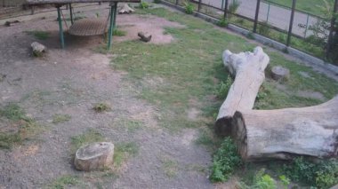 Kaplan tek başına ikinci kaplanın salıverilmesini bekliyor.