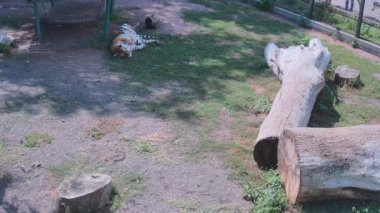 Kaplan tatlı tatlı uyuyor çimlerin üzerinde.