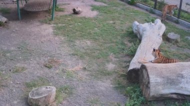 Kaplan pençelerini bir kütüğe biler.