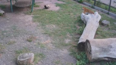 Kaplanlar birbirleriyle oynuyorlar..