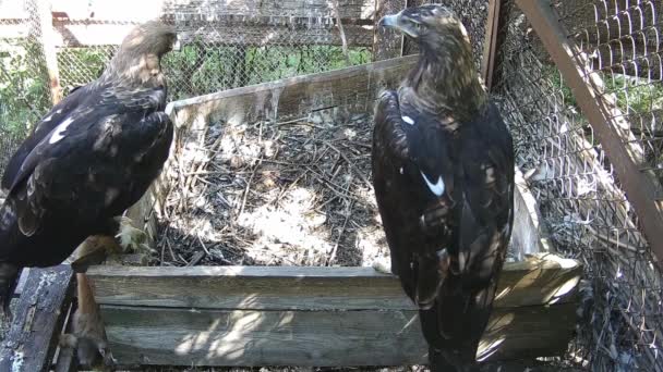 Águila Trajo Presa Nido — Vídeo de stock