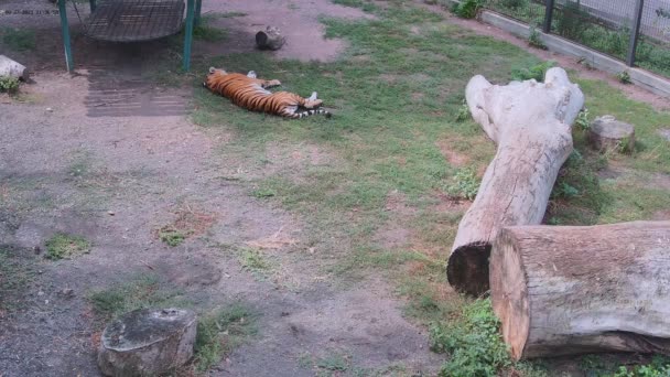 Тигр Спить Тіні Клітці Зоопарку — стокове відео
