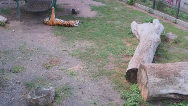 Tiger Sover Sött Skuggan — Stockvideo