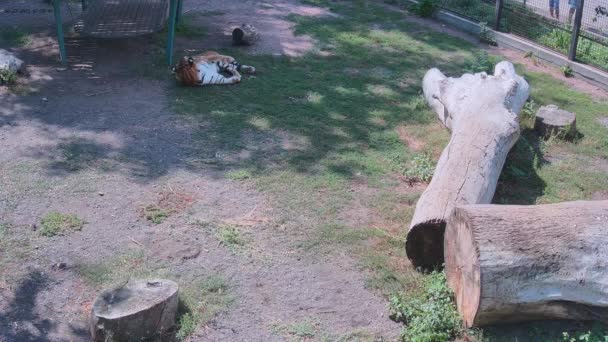 タイガーは日陰で眠る — ストック動画