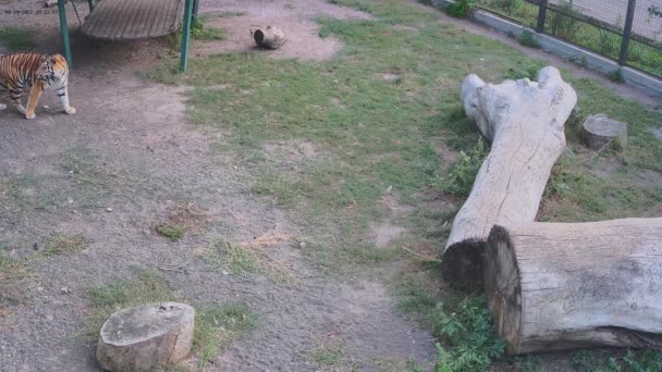 Tigrar Ströva Omkring Buren Zoo — Stockvideo