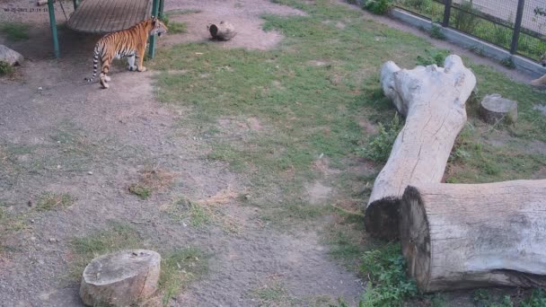 Podczas Gdy Jeden Tygrys Idzie Wzdłuż Klatki Inny Tygrys Obserwuje — Wideo stockowe