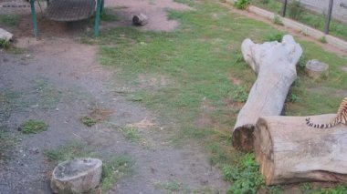 Kaplan kafeste tek başına koşar..