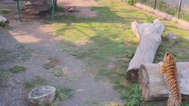 Kaplan bir kütüğün arkasına saklandı ve ikinci kaplanı izliyor..