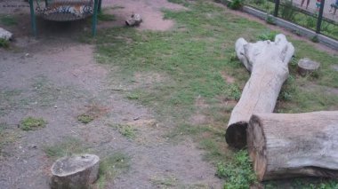 Kaplan salıncakta dinleniyor.