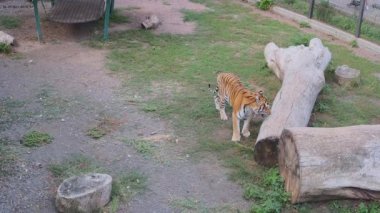 Kaplan pençelerini bir kafesteki kütük parçası üzerinde keskinleştirir..