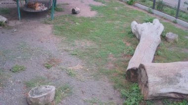 Kaplan bir kafeste salıncakta tek başına dinleniyor..