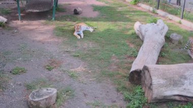  Kaplanlar bahçede bir kafeste dinleniyor.