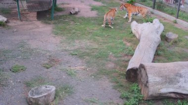 Kaplanlar gergin ve kendi aralarında savaşmayı planlıyorlar.