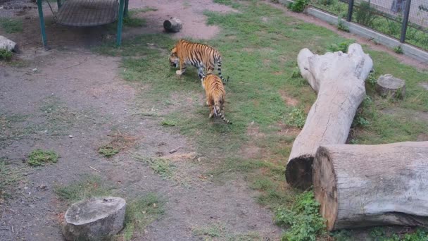 Tiger Attackera Annan Tiger Bakifrån Och Kasta Sig Rygg — Stockvideo